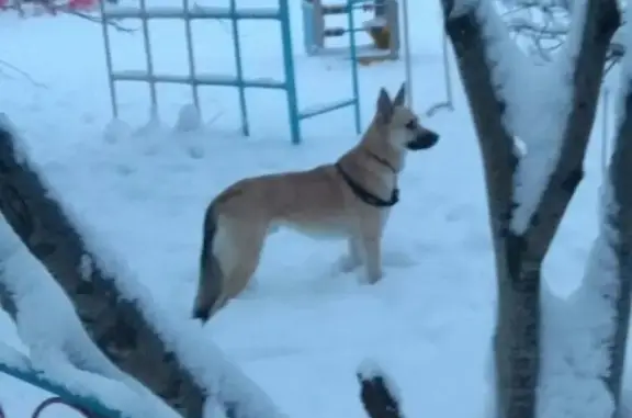 Найдена собака в Мурманске на ул. Копытова