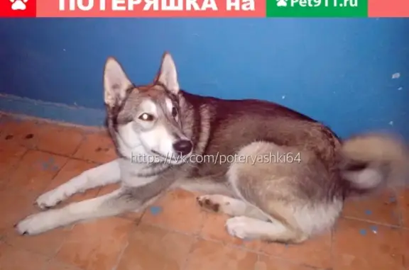 Найдена собака породы Хаски в селе Шумейка, Саратовская область