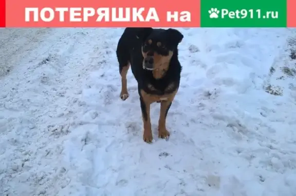 Пропала собака на Академика Павлова, нужна помощь!
