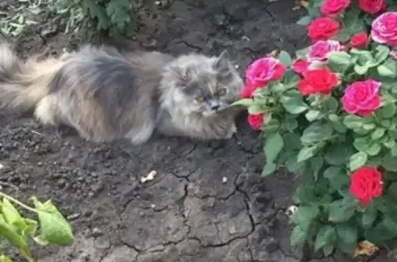 Кошки потеряшки, Тамбов, фото: Потеряшка кошка в Тамбове на улице Жемчужникова