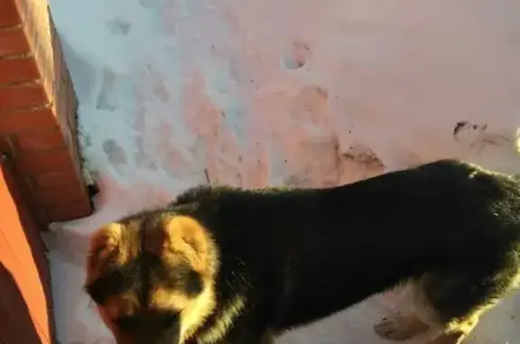 Найдена собака в Дзержинском районе - помогите найти хозяина!