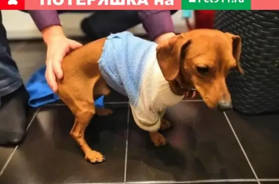 Найден щенок таксы в Мкр. Первомайский, Иркутск