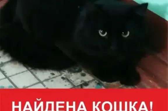 Найдена домашняя кошка на ул. Юных Ленинцев