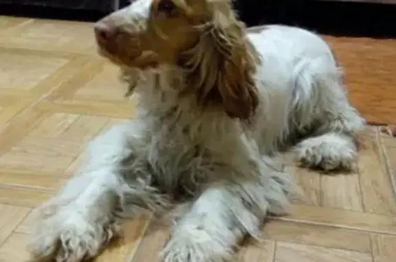 Потеряна собака в Супонево, Брянск