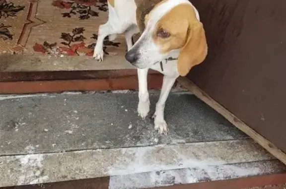 Найдена собака в пос. Улановский, Киреевский район
