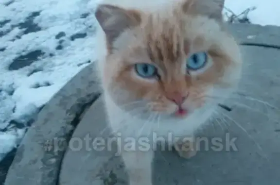 Найдена кошка в Новосибирске на ул. Новоуральская.