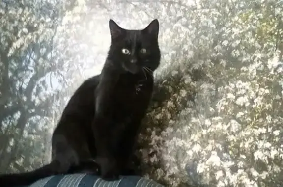 Пропала кошка на Горе, Великий Устюг, черный кот с белыми приметами.