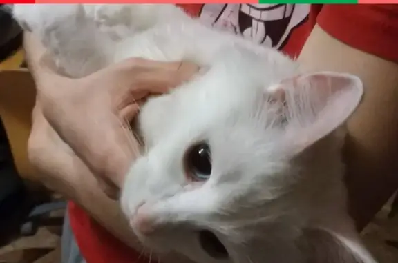 Найден белый кот-котенок с розовыми лапками в Москве, ищет прежних хозяев