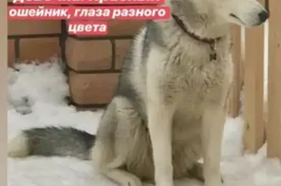 Пропала собака Бося на пр. Победы, Казань