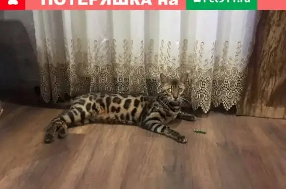 Пропал кот на ул. Вишнёвой, Поселок Зуя.