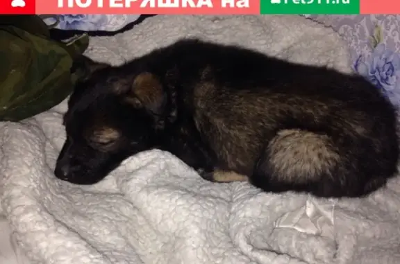 Найден щенок в Кирове, срочно помогите!