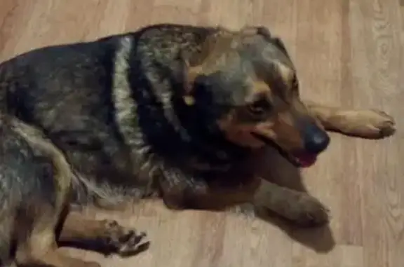 Найдена собака в Барнауле