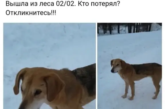 Найдена собака в Рыбинске, контакты в тексте