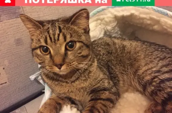 Найден котенок на Ленина 64, ищет хозяев