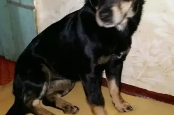 Пропала маленькая черная собачка на ул. Индивидуальная в Челябинске