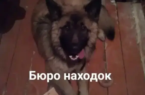 Пропала игривая собака в Архангельске