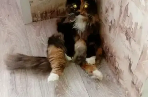 Пропала кошка Боня в Белорецк, Республика Башкортостан