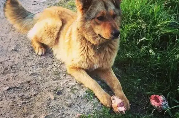 Пропала собака Арни из посёлка Займище, Казань