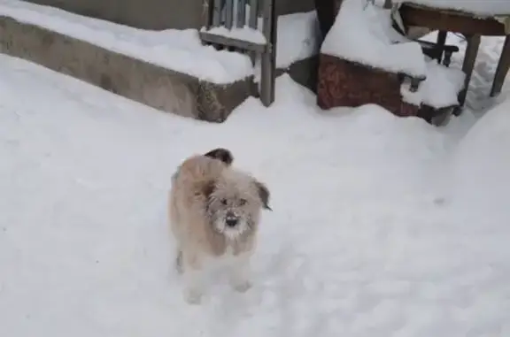 Пропала собака Чапа в Каменск-Шахтинском