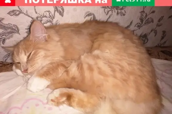Пропала кошка в Киржаче, белый ошейник.