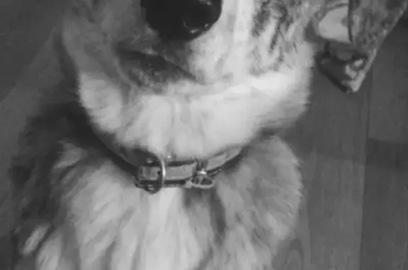Пропала собака Ози в Сыктывкаре, Республика Коми