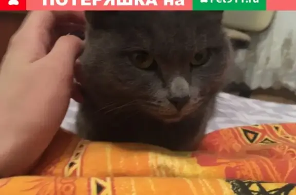 Найдена кошка на ул. Валерии Гнаровской