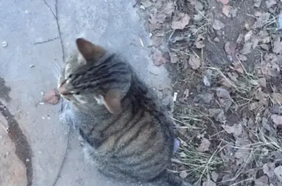 Найден домашний кот на пр-т Победы (Чайка)