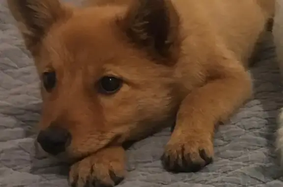 Пропала собака в СНТ Усманка, рыжий щенок без ошейника
