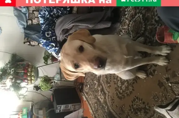 Пропала собака Дик в Городце, Нижегородская область