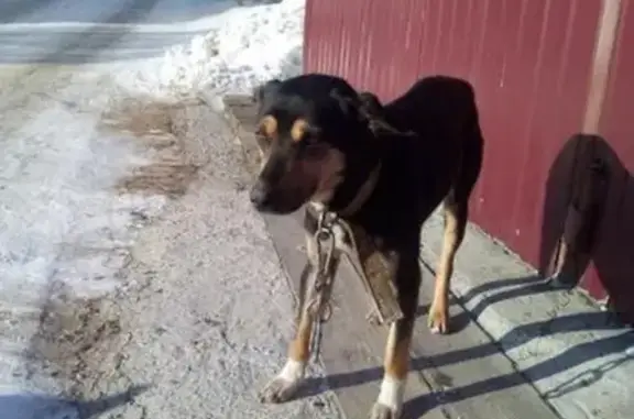 Найдена собака в Иркутске, ищем хозяина.