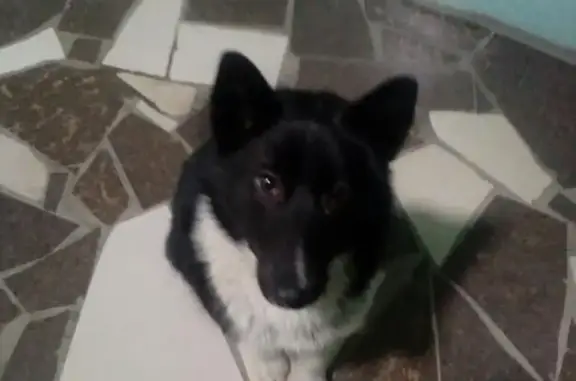 Найдена собака на ул. Петровского, ищет хозяина в Якутске