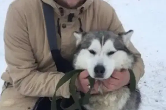 Пропала собака в Набережных Челнах с красным ошейником