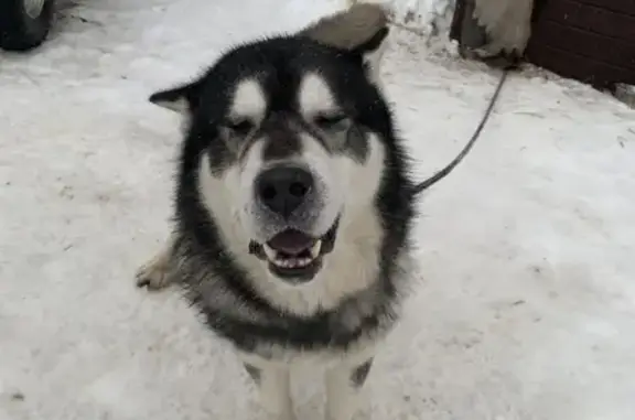 Найдена собака в Воейково, Всеволожский район