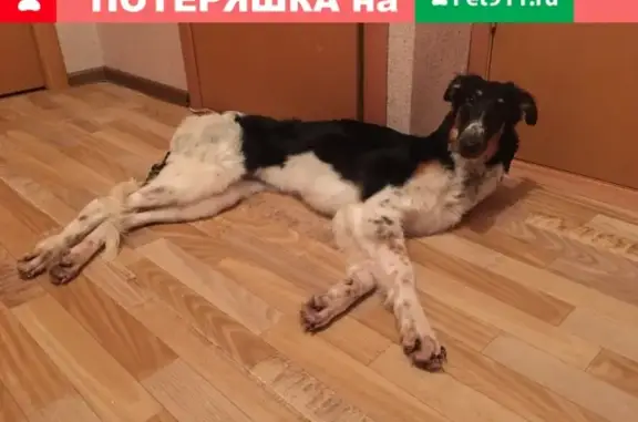 Пропала собака в Перми, помогите!