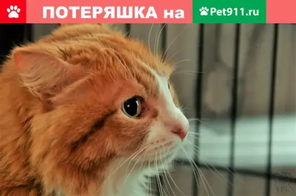 Найден рыжий кот по адресу Луначарского 21!