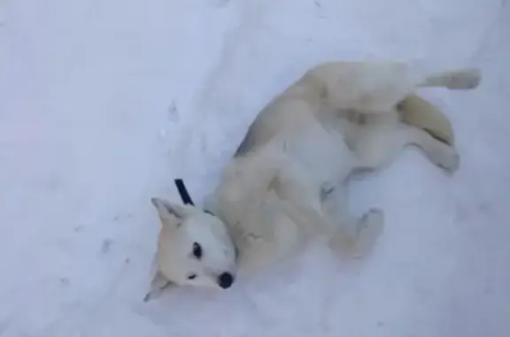 Найдена собака в Сургуте