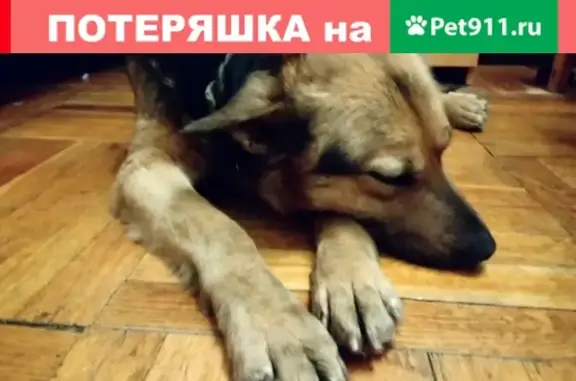 Найдена собака в СПб, Красносельский р-он. СРОЧНО!