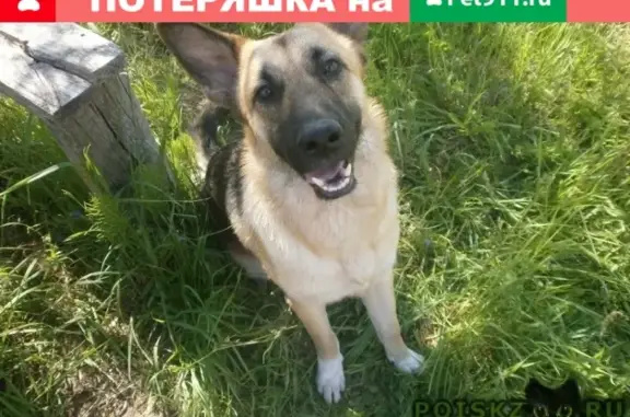Собаки потеряшки, Ковров (Владимирская обл.), фото: Потеряшка пес Тор в Коврове, р-н 22 школы, вознаграждение