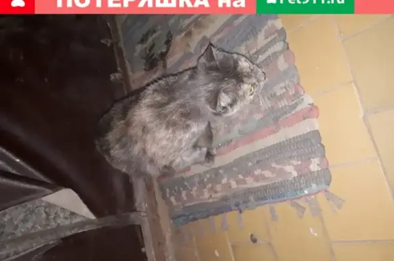 Найдена молодая кошка в Рязани
