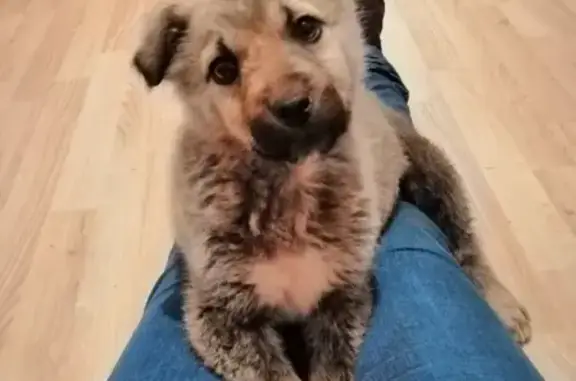 Найдена собака Герда в Видном, Московская область