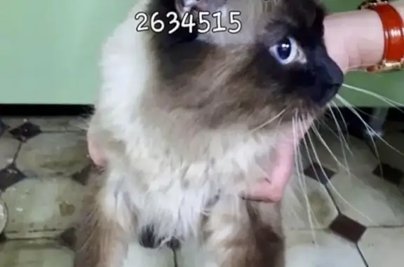 Найдена кошка в Ростове