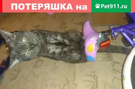 Кошки потеряшки, Белгород, фото: Потеряшка кот на улице Костюкова, Белгород.