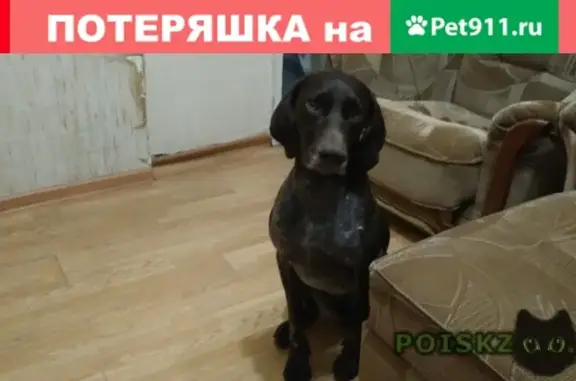 Пропала собака в Кропоткине, помогите!