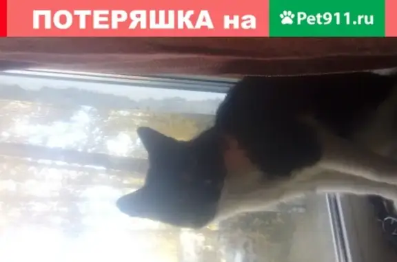 Пропала кошка в поселке Берёзовик, Ленобласть, возраст 1 год