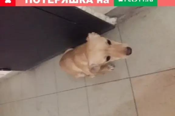 Найдена собака на ул. Пролетарской, 118