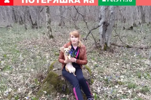 Пропала собака - Девочка русский той в Минеральных Водах