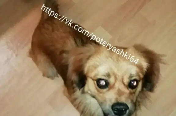 Найдена собака на ул. Лисина, Саратов