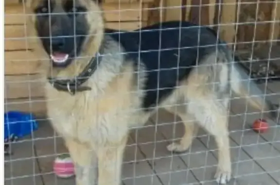 Собаки потеряшки, Оренбург, фото: Потеряшка собака в Оренбурге, район Красный Городок, вознаграждение.