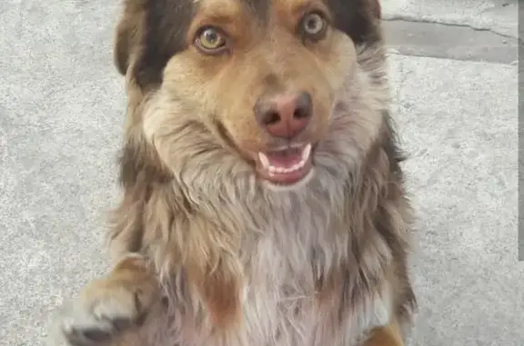 Пропала собака на ул. Барнаульская, зовут Бакс