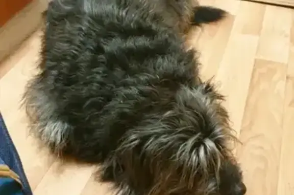 Найдена старая собака возле техникума в Березниках